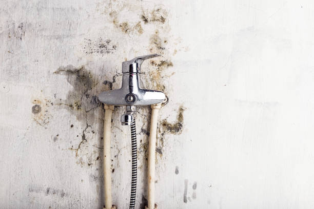 Best Mold Removal Company Near Me  in Hutto, TX