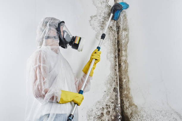 Best Same-Day Mold Removal  in Hutto, TX
