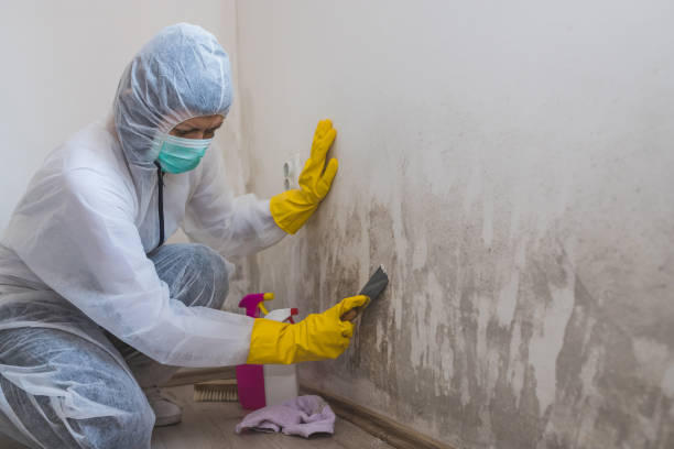 Best Mold Remediation Services  in Hutto, TX