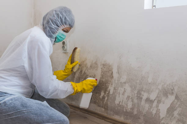 Best Emergency Mold Removal  in Hutto, TX
