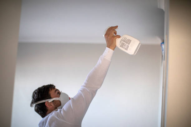 Best Mold Damage Repair  in Hutto, TX