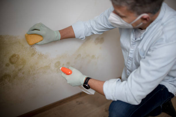Best Mold Cleaning Services  in Hutto, TX