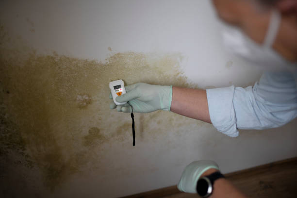 Best Mold Removal Near Me  in Hutto, TX