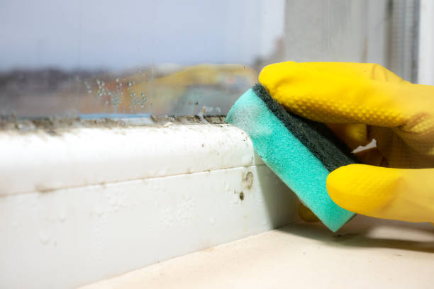 Professional Mold Removal in Hutto, TX