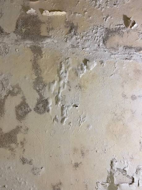 Best Residential Mold Removal  in Hutto, TX