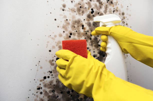 Best Toxic Mold Removal  in Hutto, TX