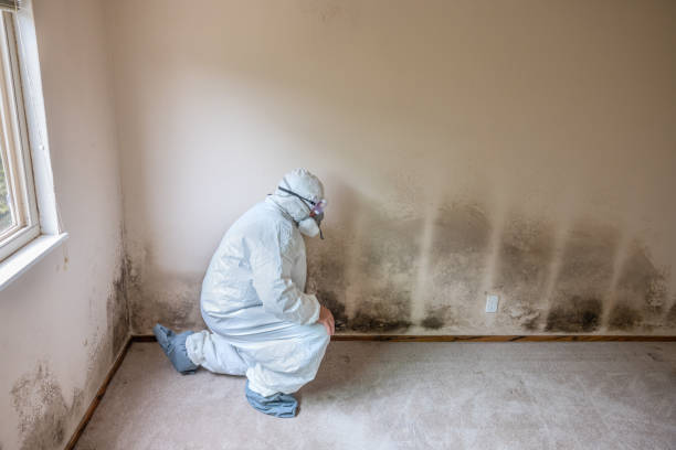 Office Mold Removal Services in Hutto, TX