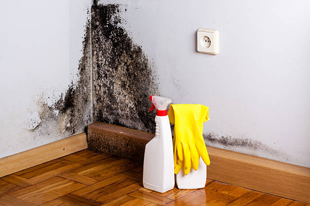 Best Local Mold Removal Service  in Hutto, TX