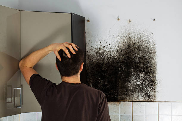 Best Residential Mold Removal  in Hutto, TX