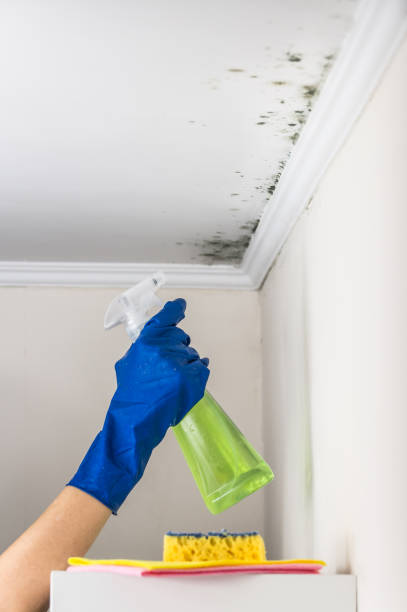 Trusted Hutto, TX Mold Removal Experts
