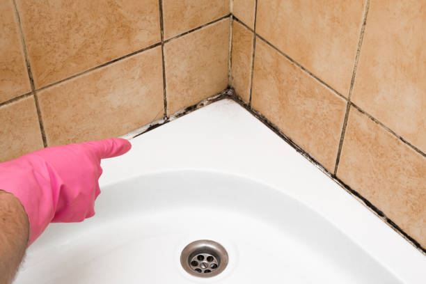 Certified Mold Removal in Hutto, TX