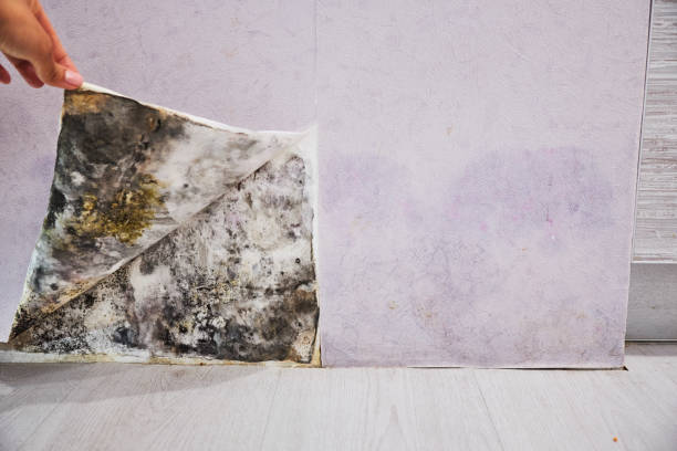 Best Home Mold Removal  in Hutto, TX